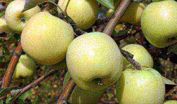 the best varieties of undersized apple trees