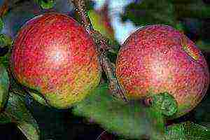 the best varieties of apple trees near Moscow