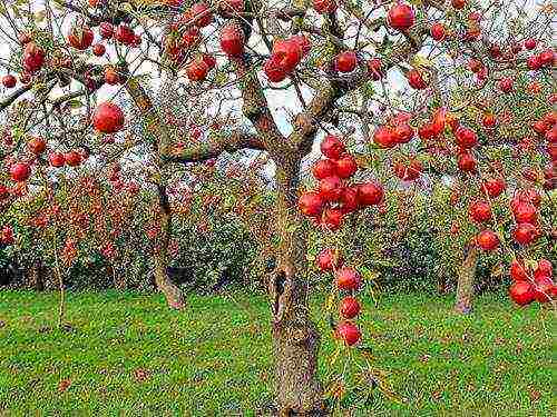 the best varieties of apple trees near Moscow