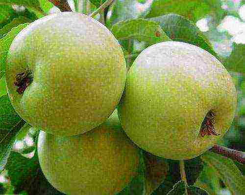 the best varieties of apple trees near Moscow