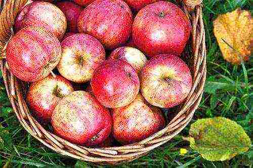the best varieties of apple trees near Moscow