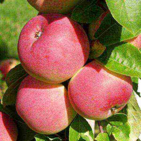 أفضل أنواع أشجار التفاح بالقرب من موسكو