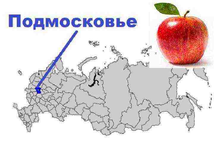 the best varieties of apple trees near Moscow
