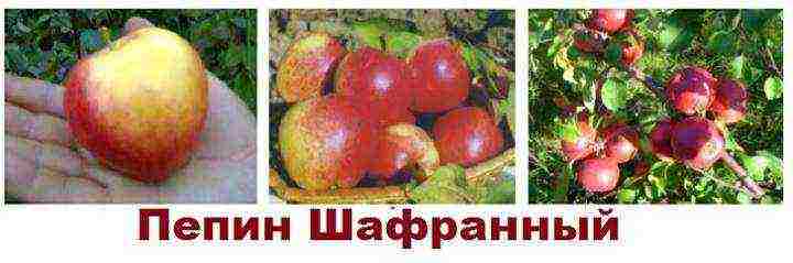 أفضل أنواع أشجار التفاح بالقرب من موسكو