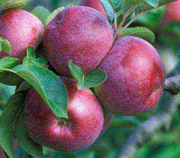 the best varieties of apple trees Spartan