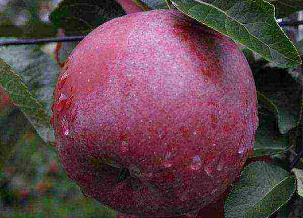 the best varieties of apple trees Spartan