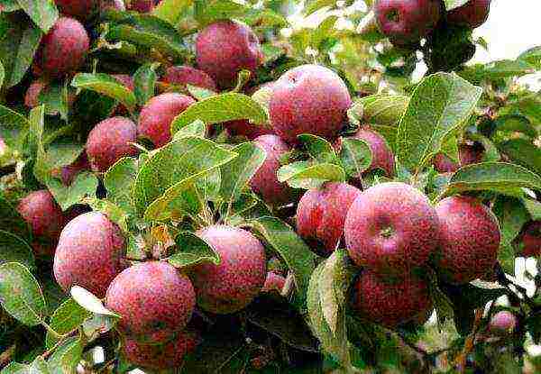 the best varieties of apple trees Spartan