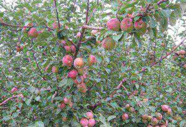 the best varieties of apple trees Spartan