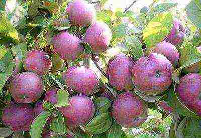 the best varieties of apple trees Spartan