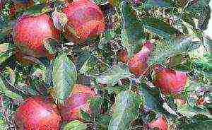 the best varieties of apple trees Spartan