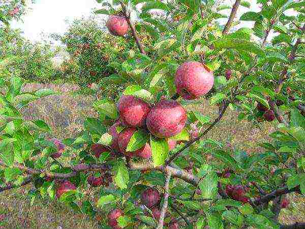 the best varieties of apple trees Spartan