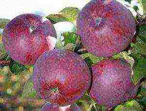 the best varieties of apple trees Spartan