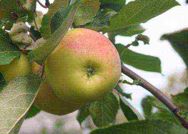 the best varieties of apple trees in the Urals