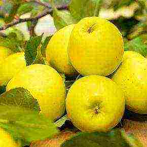 the best varieties of apple trees in the Urals