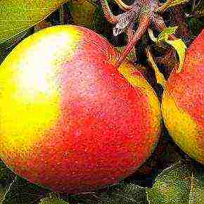 the best varieties of apple trees in the Urals