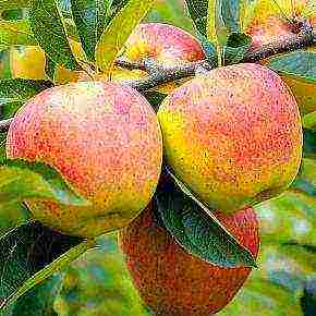 the best varieties of apple trees in the Urals