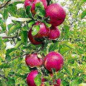 the best varieties of apple trees in the Urals