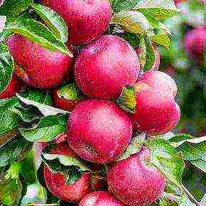 the best varieties of apple trees in the Urals