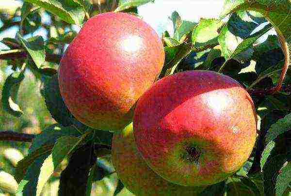 the best varieties of apple trees in the Urals