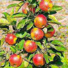 the best varieties of apple trees in the Urals