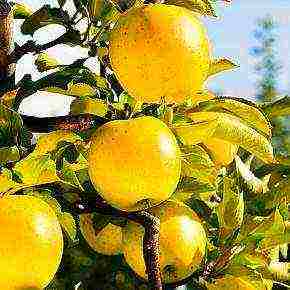 the best varieties of apple trees in the Urals