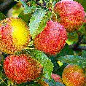 the best varieties of apple trees in the Urals