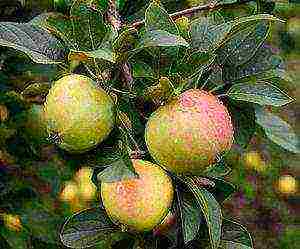 the best varieties of apple trees in the Urals