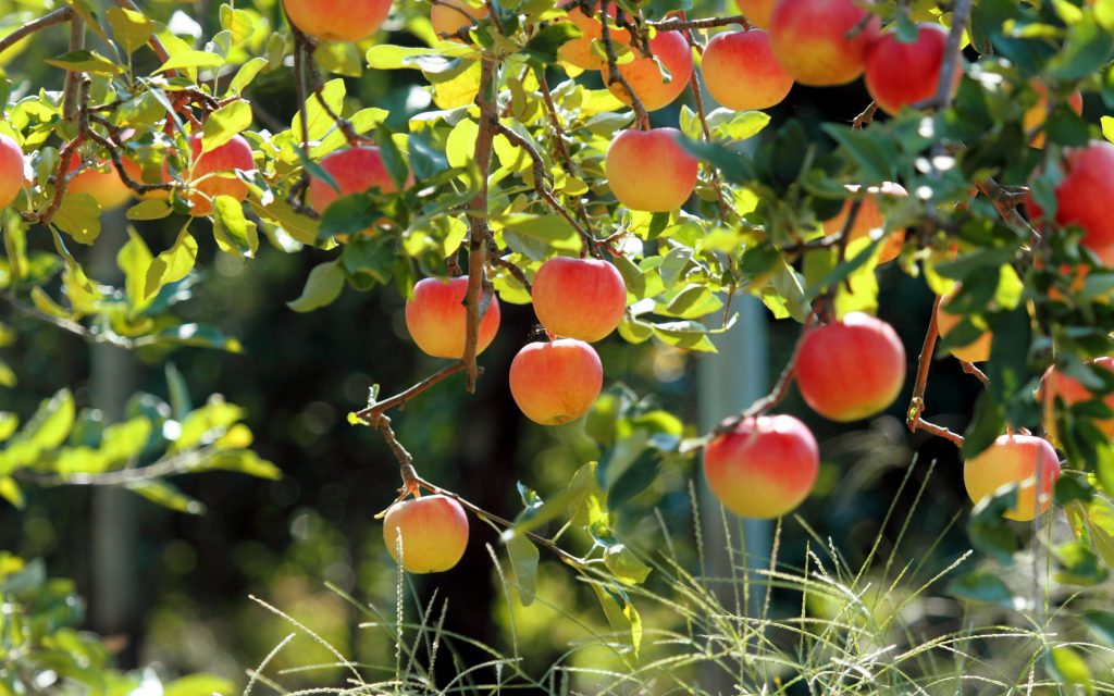 the best varieties of apple trees in the Urals