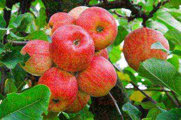 the best varieties of apple trees in the Urals