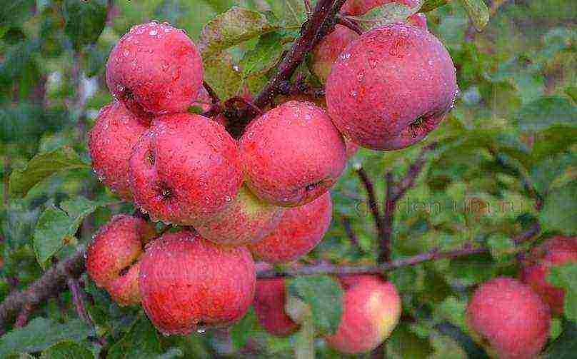 the best varieties of apple trees in the Urals