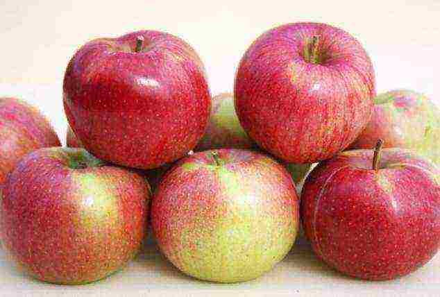 the best varieties of apple trees in the Urals