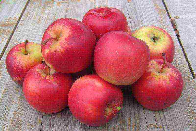the best varieties of apple trees in the Urals