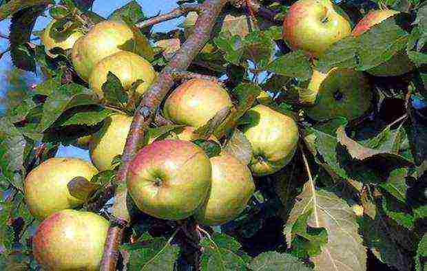 the best varieties of apple trees in the Urals