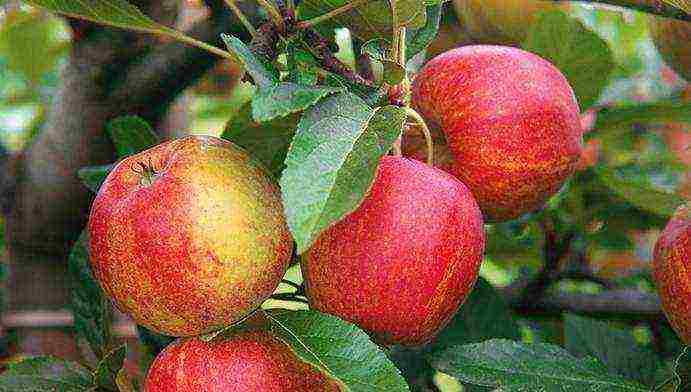 the best varieties of apple trees in the Urals