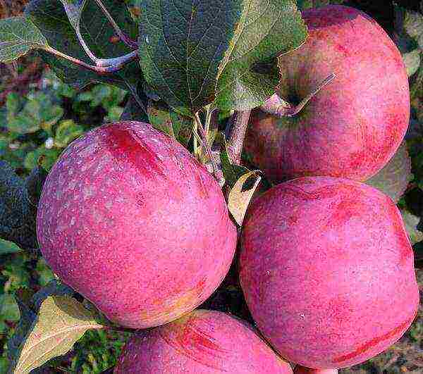 the best varieties of apple trees in the Urals