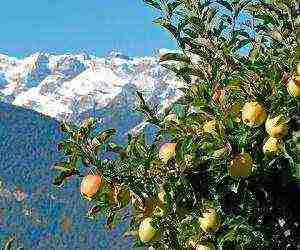 the best varieties of apple trees in the Urals