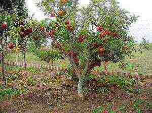 the best varieties of apple trees in the Urals