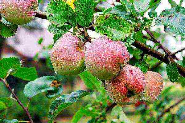 the best varieties of apple trees in the Urals