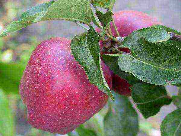 the best varieties of apple trees in the Urals