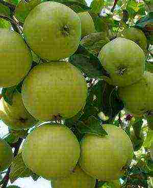 the best varieties of apple trees in the Urals