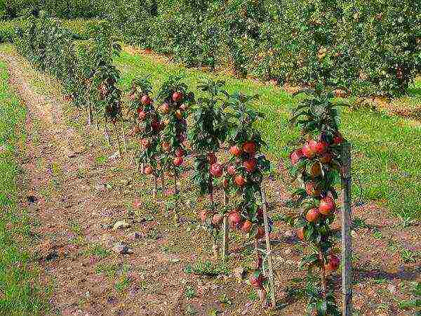 ang pinakamahusay na mga pagkakaiba-iba ng mga puno ng mansanas sa Urals