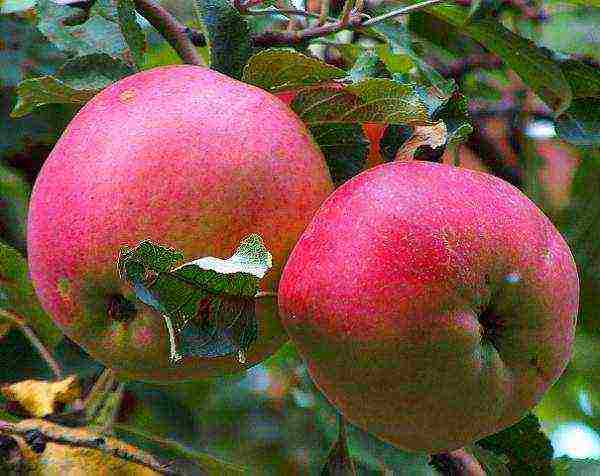 the best varieties of apple trees in the Urals