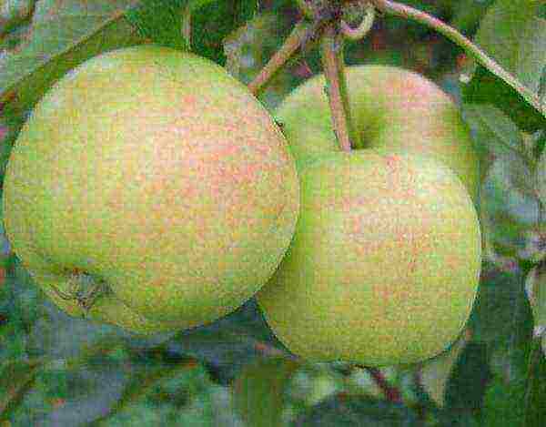 the best varieties of apple trees in the Urals