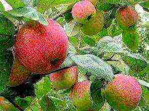 the best varieties of apple trees in the Urals