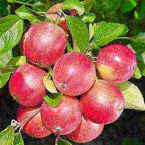 the best varieties of apple trees in the Urals