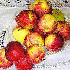 the best varieties of apple trees in the Urals