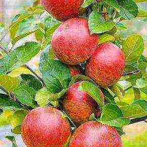the best varieties of apple trees in the Urals