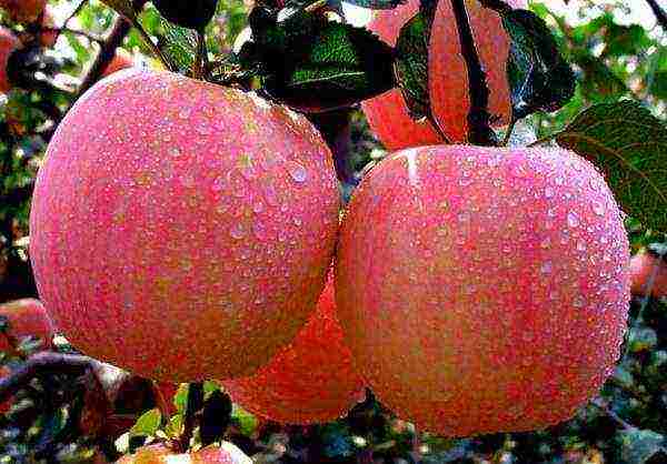 the best varieties of apple trees in the Urals