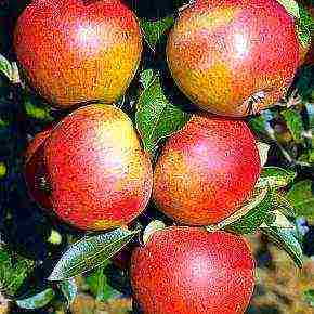 the best varieties of apple trees in the Urals