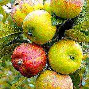 the best varieties of apple trees in the Urals